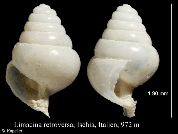 Limacina retroversa