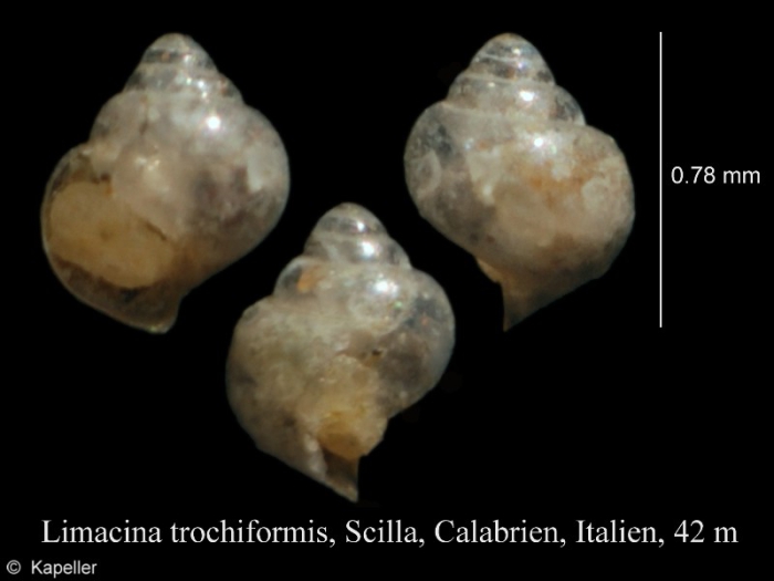 Limacina trochiformis Limacina trochiformis