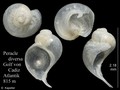 Mollusca (molluscs)