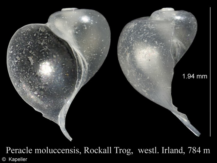 Peracle moluccensis Peracle moluccensis