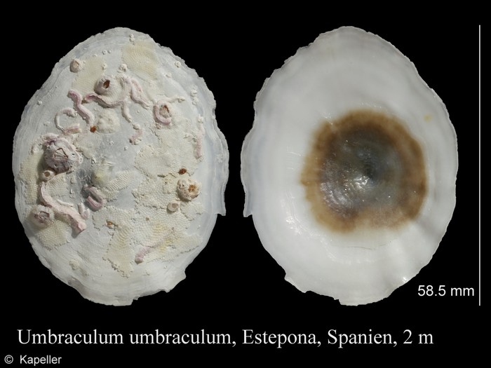 Umbraculum mediterraneum