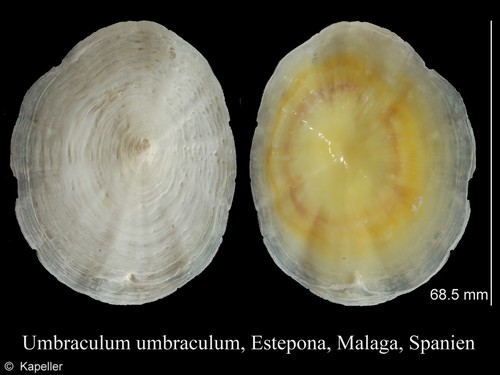 Umbraculum mediterraneum