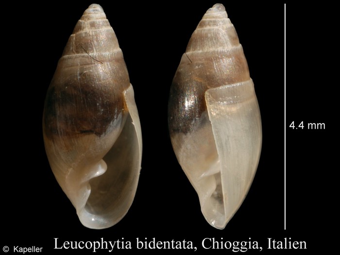 Leucophytia bidentata