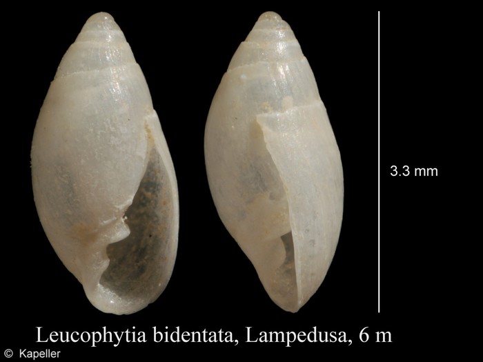 Leucophytia bidentata