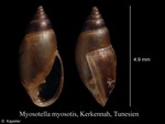 Myosotella myosotis