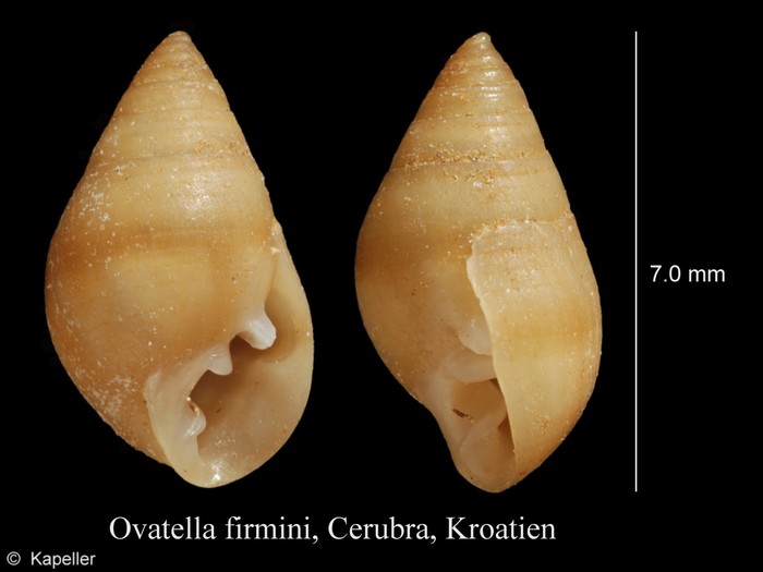 Ovatella firminii