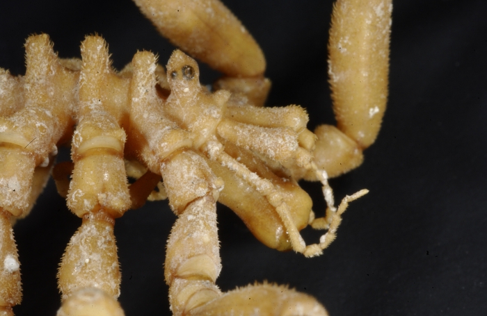 Ammothea sp. Ammothea sp.