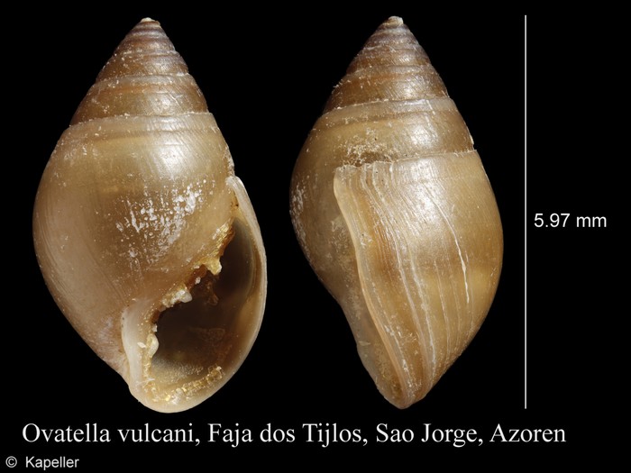 Ovatella vulcani Ovatella vulcani