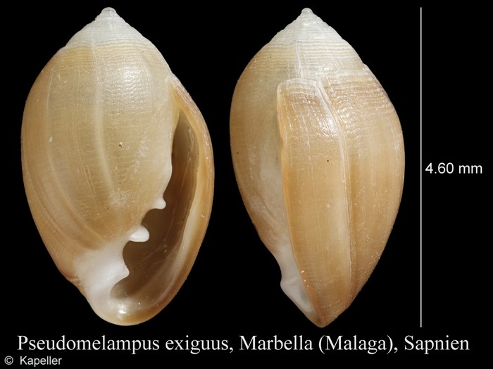 Pseudomelampus exiguus