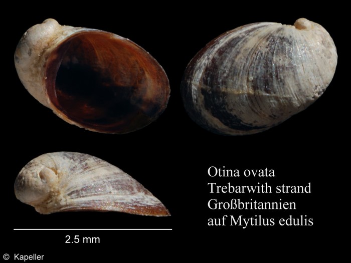 Otina ovata