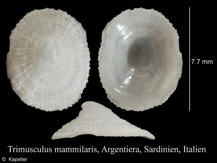 Trimusculus mammillaris