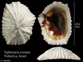 Mollusca (molluscs)