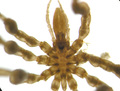 Chelicerata (sea spiders & mites)