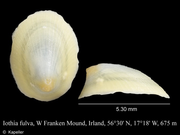 Iothia fulva