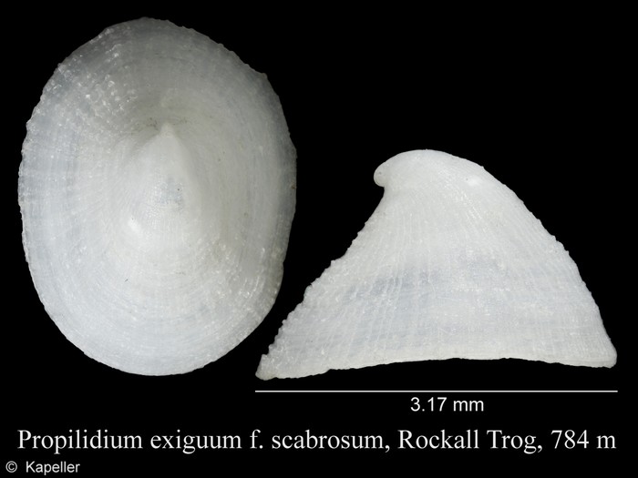 Propilidium exiguum