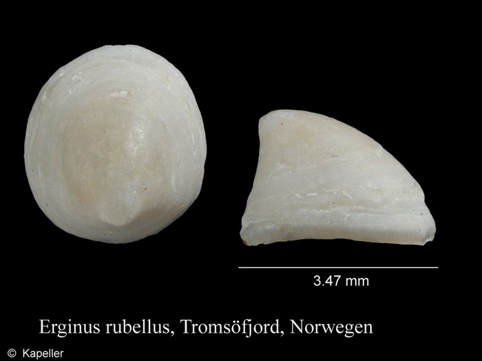 Erginus rubellus