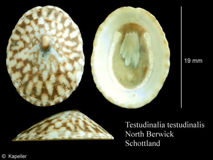 Testudinalia testudinalis