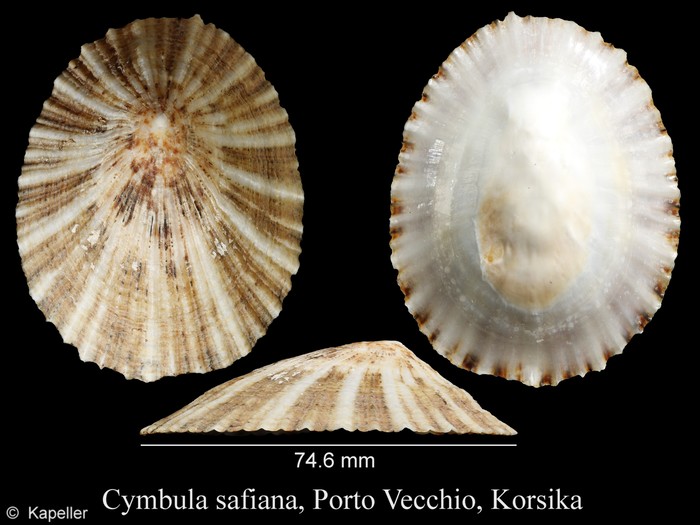 Cymbula safiana Cymbula safiana