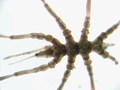 Chelicerata (sea spiders & mites)