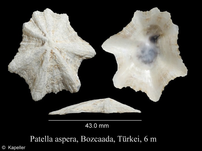 Patella aspera