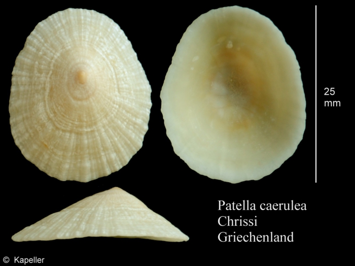 Patella caerulea