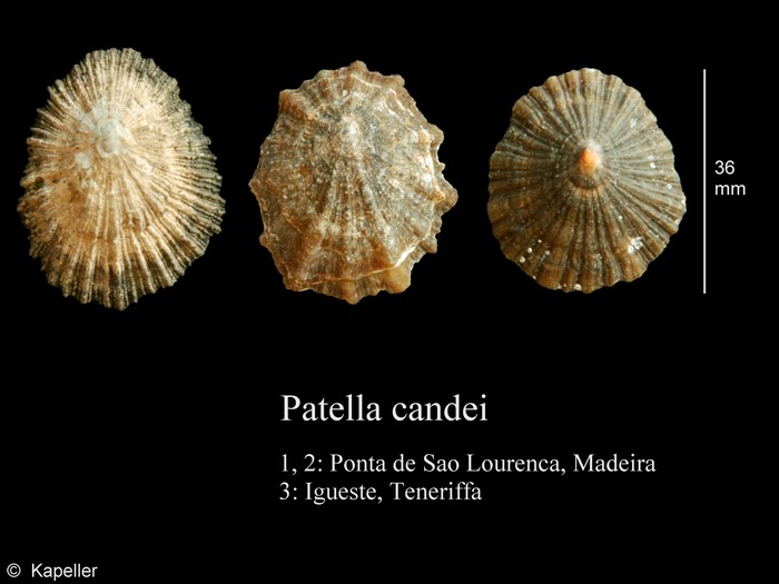 Patella candei