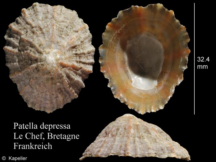 Patella depressa