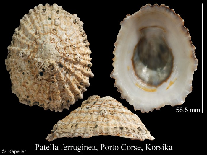 Patella ferruginea