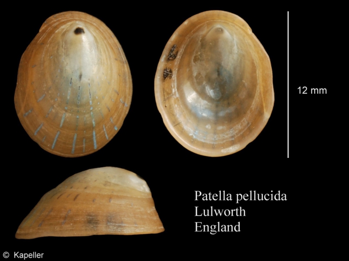 Patella pellucida