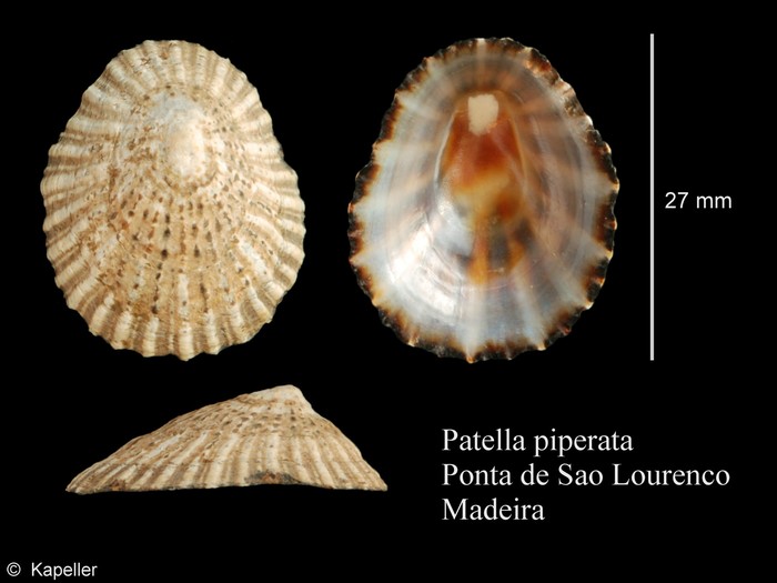 Patella piperata