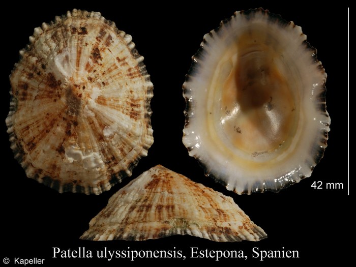 Patella ulyssiponensis Patella ulyssiponensis