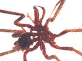 Chelicerata (sea spiders & mites)