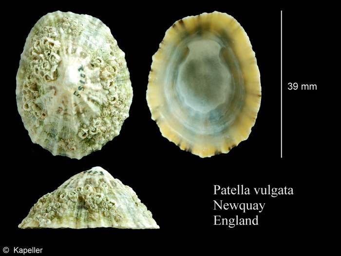 Patella vulgata