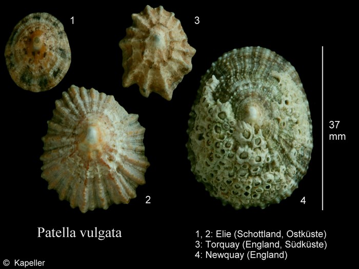 Patella vulgata