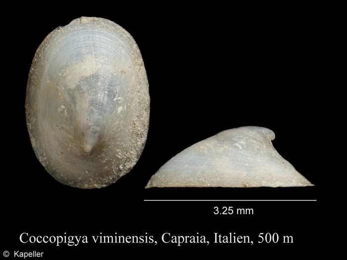 Coccopigya viminensis