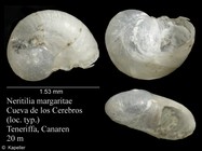 Neritilia margaritae