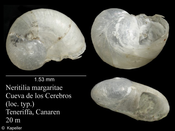 Neritilia margaritae Neritilia margaritae