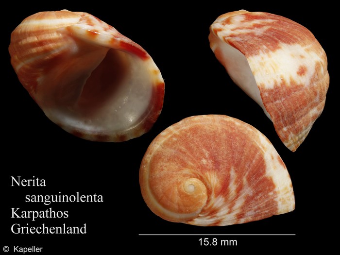 Nerita sanguinolenta