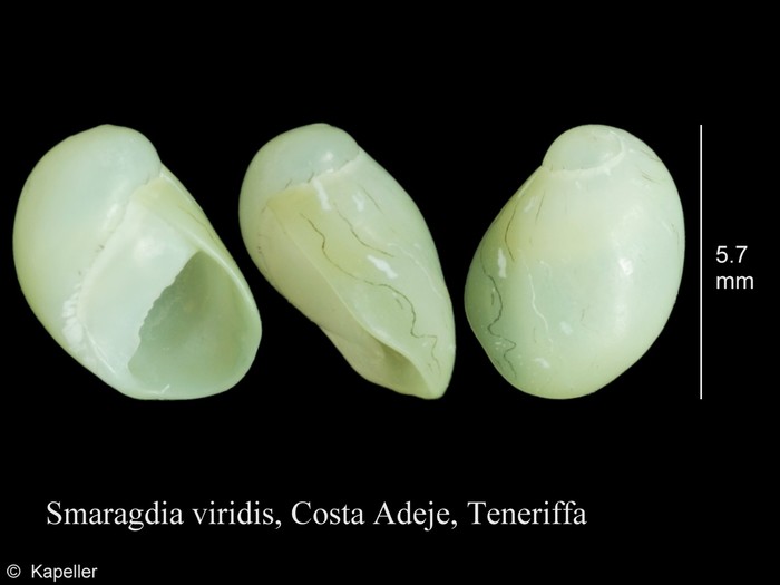 Smaragdia viridis