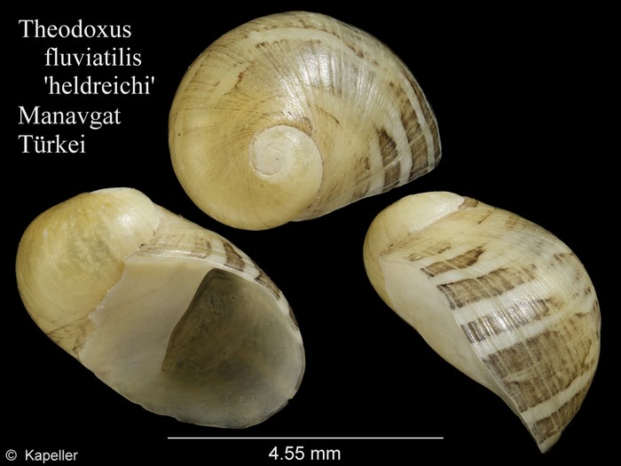 Theodoxus fluviatilis