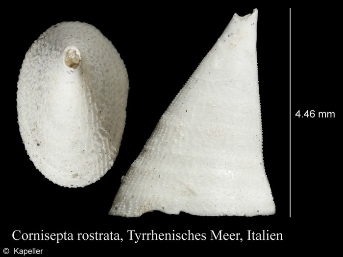 Cornisepta rostrata Cornisepta rostrata