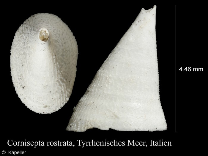 Cornisepta rostrata