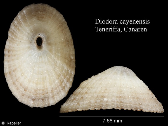 Diodora cayenensis