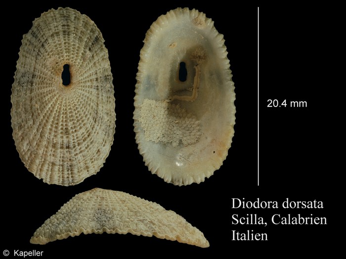 Diodora dorsata Diodora dorsata