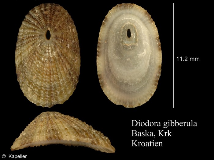 Diodora gibberula Diodora gibberula