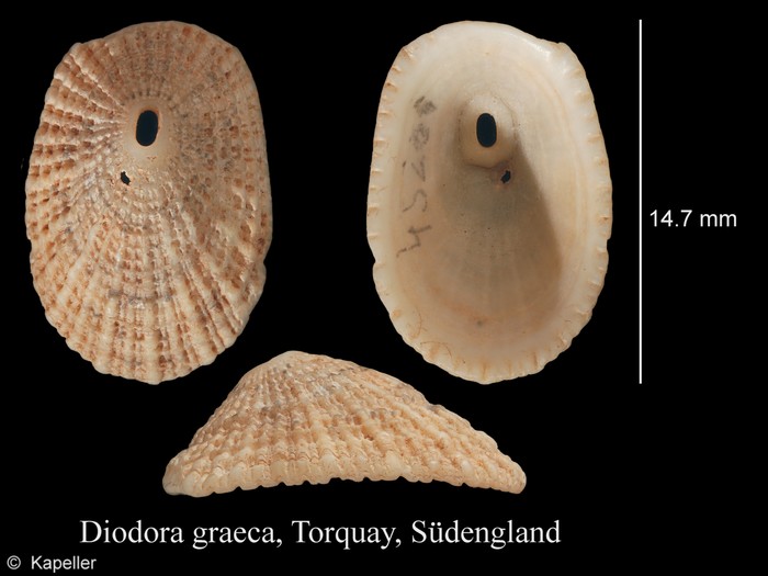 Diodora graeca