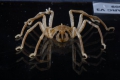 Chelicerata (sea spiders & mites)