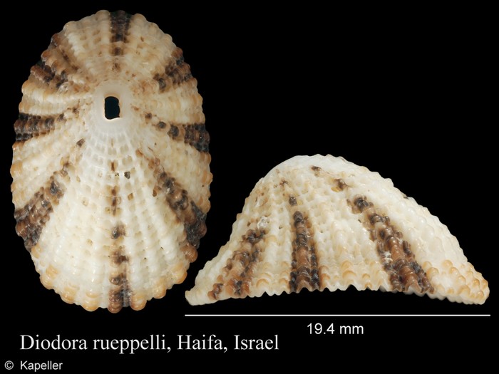 Diodora ruppellii