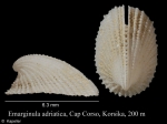 Emarginula adriatica