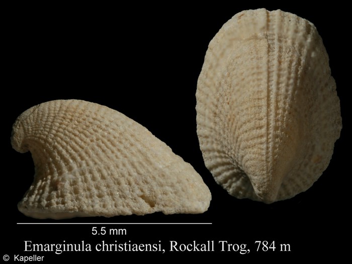 Emarginula christiaensi